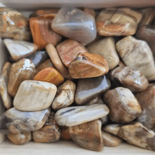 pierre roulée bois fossile